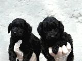 Sıyah Tıcap Poodle Bebişler