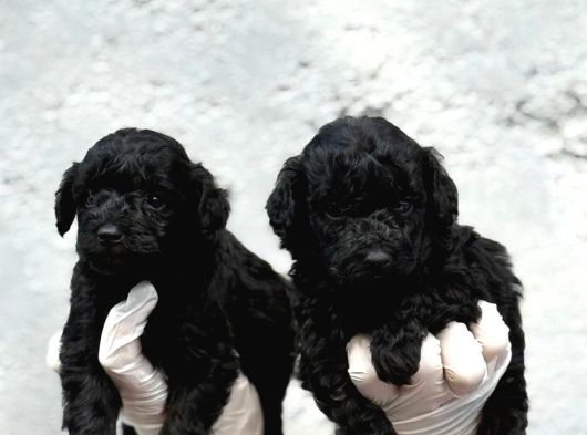 Sıyah Tıcap Poodle Bebişler görsel