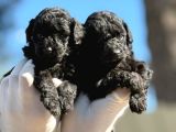 Sıyah Tıcap Poodle Bebişler