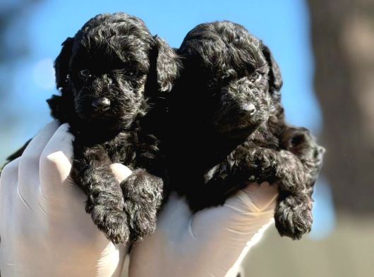 Sıyah Tıcap Poodle Bebişler görsel