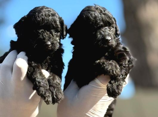 Sıyah Tıcap Poodle Bebişler görsel