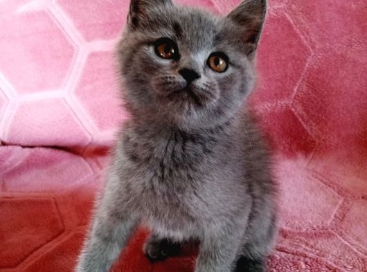 Safkan Sevi̇mli̇ Yavrular görsel