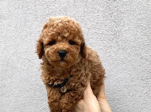 Kore Kan Toy Poodle Yavrularim