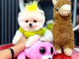 AYI SURAT GARANTİLİ POMERANİAN BOO YAVRULARIM