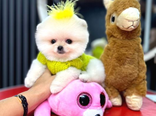 Ayi Surat Garanti̇li̇ Pomerani̇an Boo Yavrularim