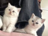 Di̇şi̇ Ve Erkek Pamuk  Bebekler