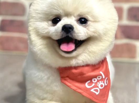 Rengarenk Pomerinian Yavrularımız