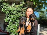 Doberman Yavrularım Sağlık Ve Irk Garantilşdş