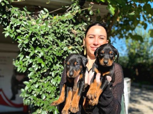 Doberman Yavrularım Sağlık Ve Irk Garantilşdş görsel