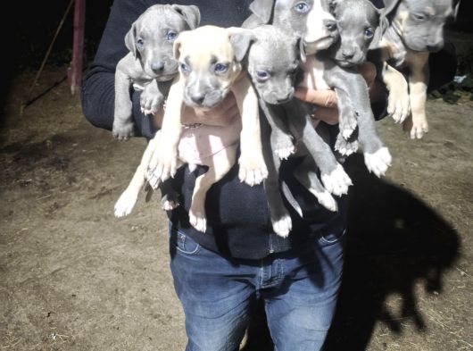 A Kalite Pitbull Yavruları