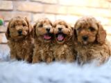 Poodle Yavrular Yeni Evlerine Hazır