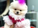 Teacup Ayi Surat Garanti̇li̇ Pomerani̇an Boo Yavrularim