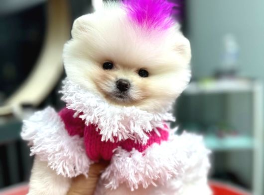 Teacup Ayi Surat Garanti̇li̇ Pomerani̇an Boo Yavrularim görsel