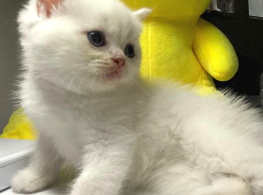 Di̇şi̇ Ve Erkek Pamuk  Bebekler görsel