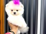 Teacup Ayi Surat Garanti̇li̇ Pomerani̇an Boo Yavrularim