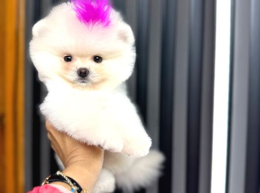 Teacup Ayi Surat Garanti̇li̇ Pomerani̇an Boo Yavrularim görsel