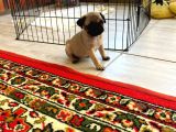 Irk Ve Sağlik Garanti̇li̇ Pug Mobs Rıfkı Yavrularım