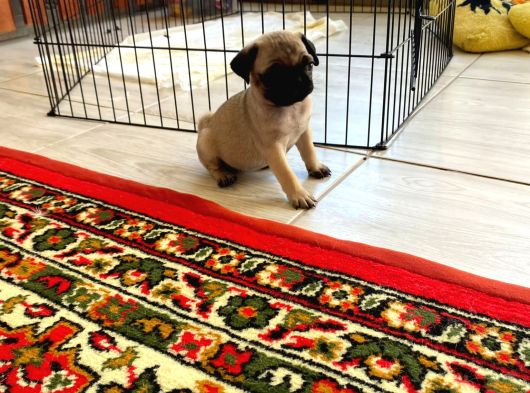 Irk Ve Sağlik Garanti̇li̇ Pug Mobs Rıfkı Yavrularım görsel