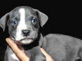 A Kalite Pitbull Yavruları