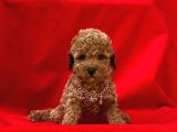 Kore Kan Toy Poodle Yavrularim