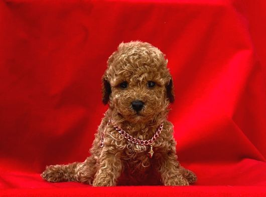 Kore Kan Toy Poodle Yavrularim görsel