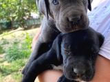 Cane Corso Yavruşarım Sağlık Ve Irk Garantilid