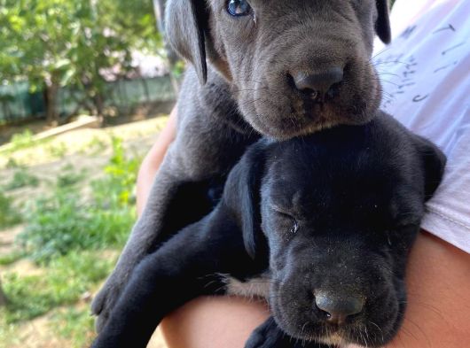 Cane Corso Yavruşarım Sağlık Ve Irk Garantilid görsel