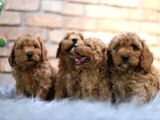 Poodle Yavrular Yeni Evlerine Hazır