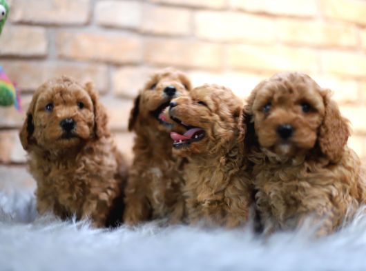 Poodle Yavrular Yeni Evlerine Hazır görsel