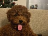 Toypoodle Yuva Arıyor