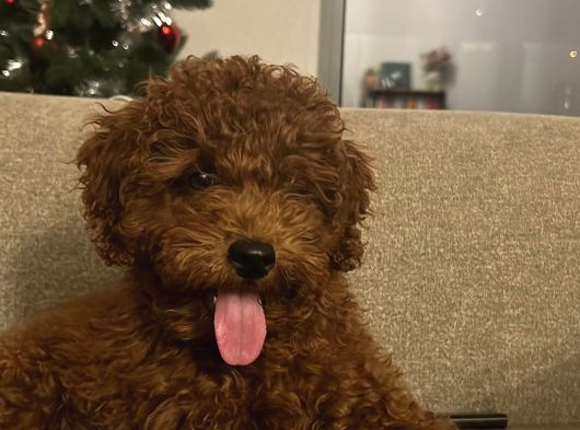 Toypoodle Yuva Arıyor görsel