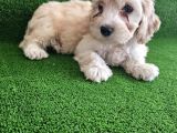Maltese Terier Yavrumuz