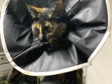 MUHTAÇ DİŞİ YAVRU TEKİR KEDİ İÇİN ACİL YUVA ARANIYOR