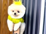Ayi Surat Garanti̇li̇ Pomerani̇an Boo Yavrularim