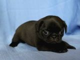 SEVİMLİ PUG BEBEKLER