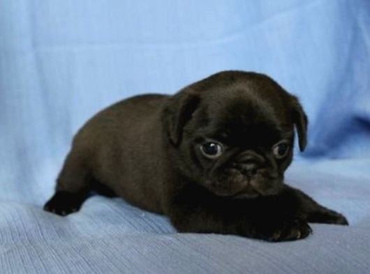 Sevi̇mli̇ Pug Bebekler