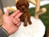 Micro Kore Poodle Yavrumuz