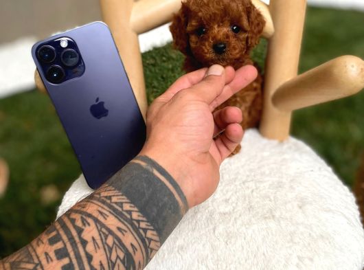 Micro Kore Poodle Yavrumuz görsel