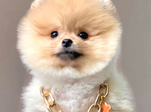 Rengarenk Pomerinian Yavrularımız görsel