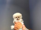 Ruhsatlı işletmeden Pomerinian Yavrularımız