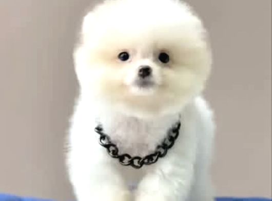 Rengarenk Pomerinian Yavrularımız görsel