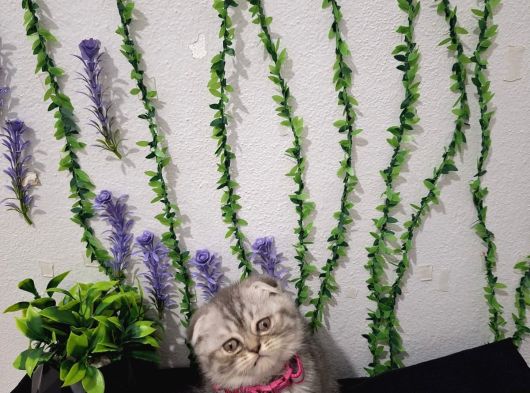 İlk Aşilari Yapilditelime Hazır Tospik görsel