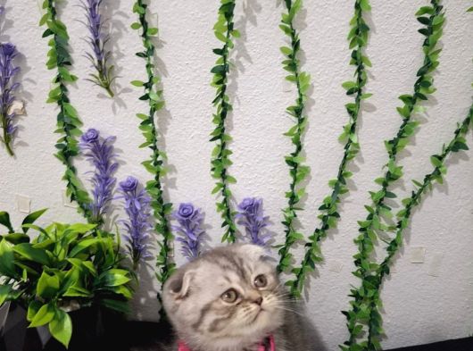 İlk Aşilari Yapilditelime Hazır Tospik görsel