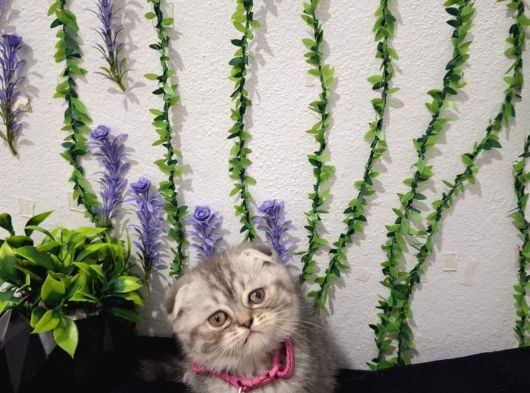 İlk Aşilari Yapilditelime Hazır Tospik görsel