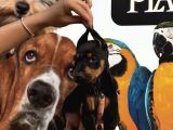 Irk Ve Sağlik Garanti̇li̇ Ki̇ng Doberman Yavrularim