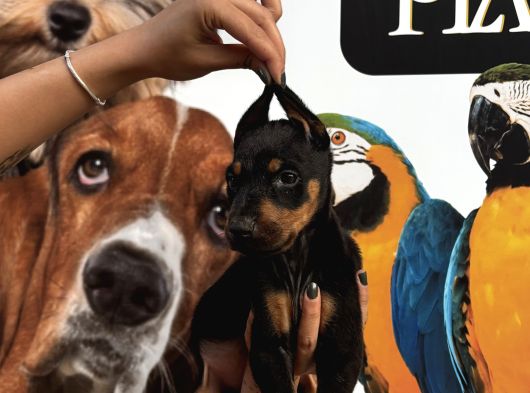Irk Ve Sağlik Garanti̇li̇ Ki̇ng Doberman Yavrularim görsel