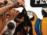 Irk Ve Sağlik Garanti̇li̇ Ki̇ng Doberman Yavrularim