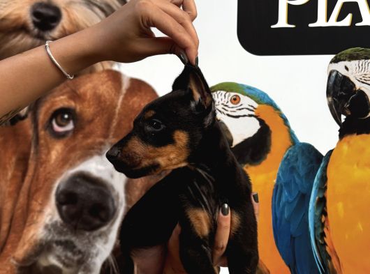 Irk Ve Sağlik Garanti̇li̇ Ki̇ng Doberman Yavrularim görsel