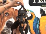 Irk Ve Sağlik Garanti̇li̇ Ki̇ng Doberman Yavrularim