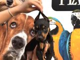 Irk Ve Sağlik Garanti̇li̇ Ki̇ng Doberman Yavrularim
